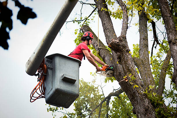 Emergency Storm Tree Removal in Garnet, CA